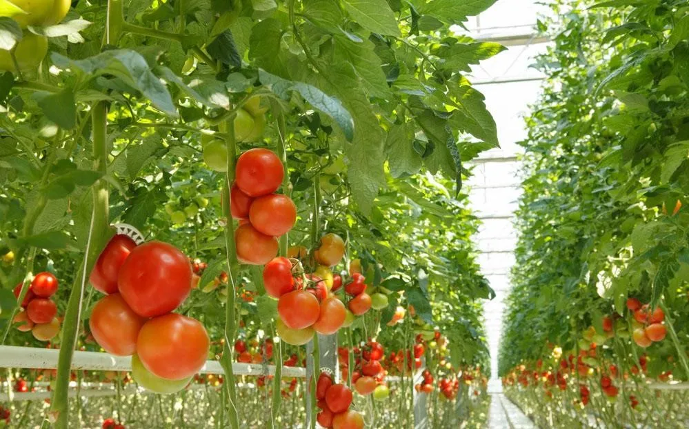 4mm Anti-UV Polypropylene Agriculture Twine, Greenhouse Rope.